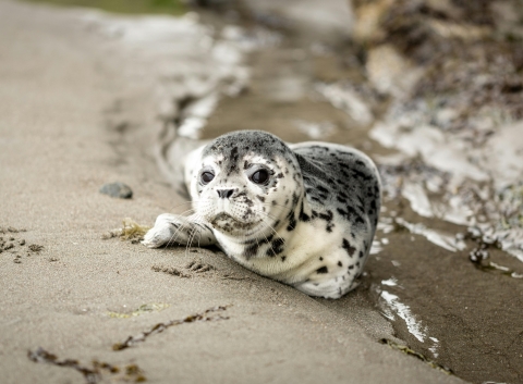 A baby seal