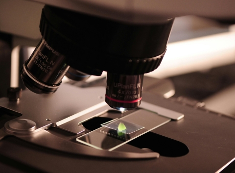 Sample Under Microscope